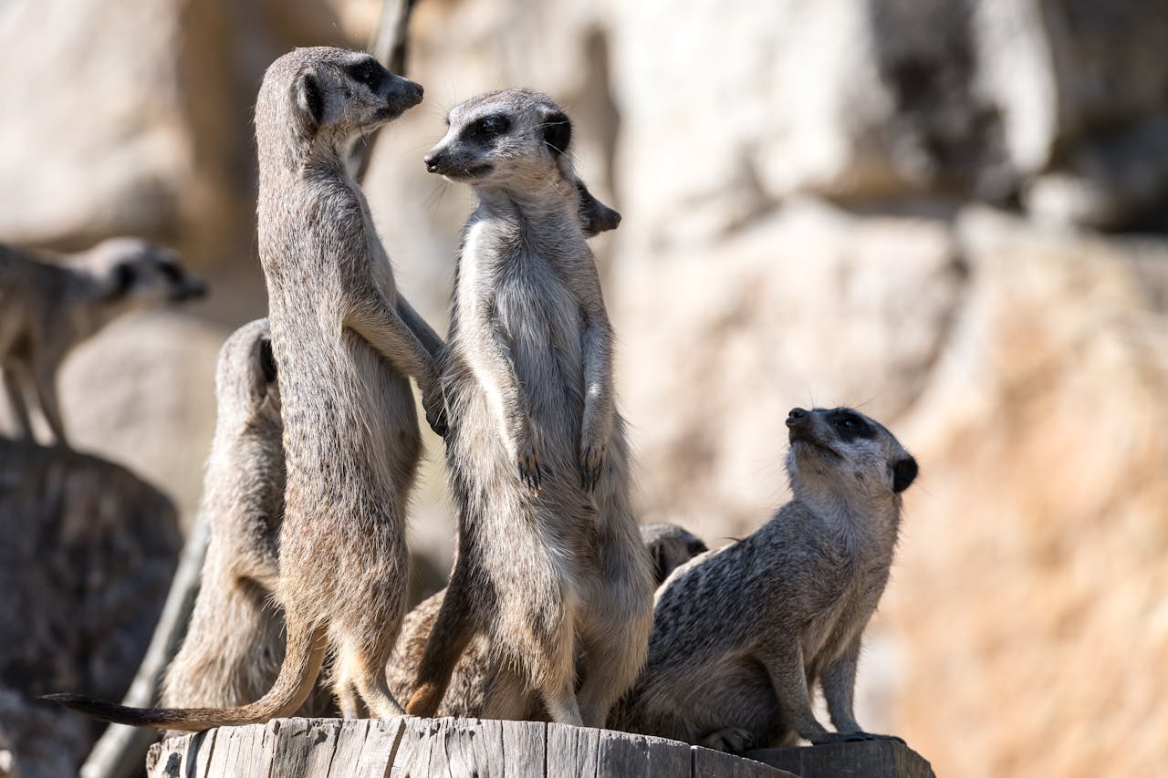 A charming scene of meerkats standing alert on a wooden platform under the sun.