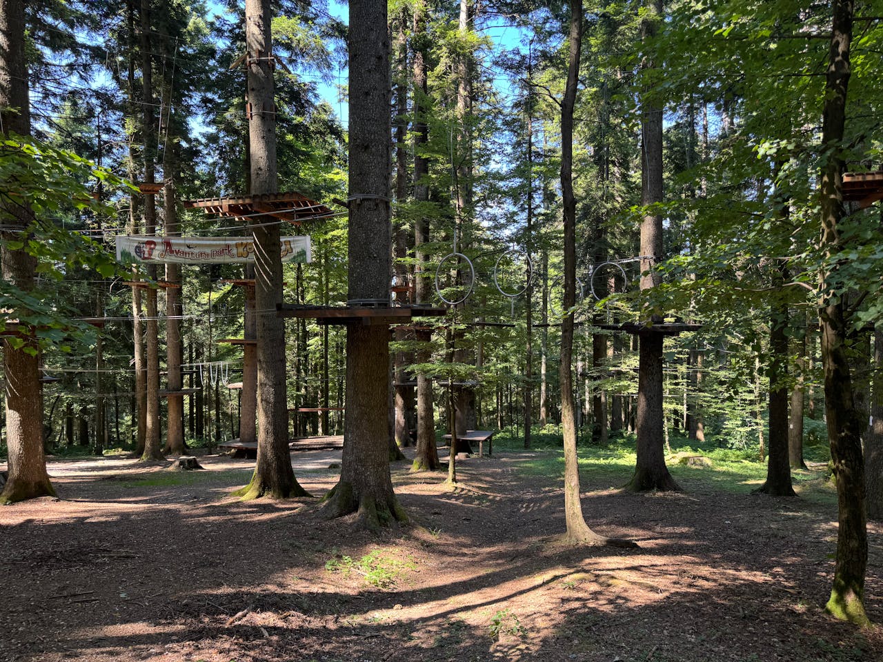 Forest adventure park with ropes and platforms surrounded by tall trees in bright daylight.